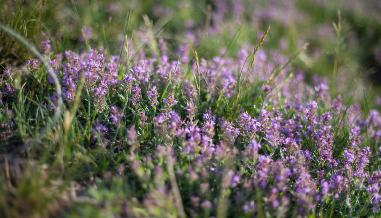 thym-plante-mellifère-abeilles